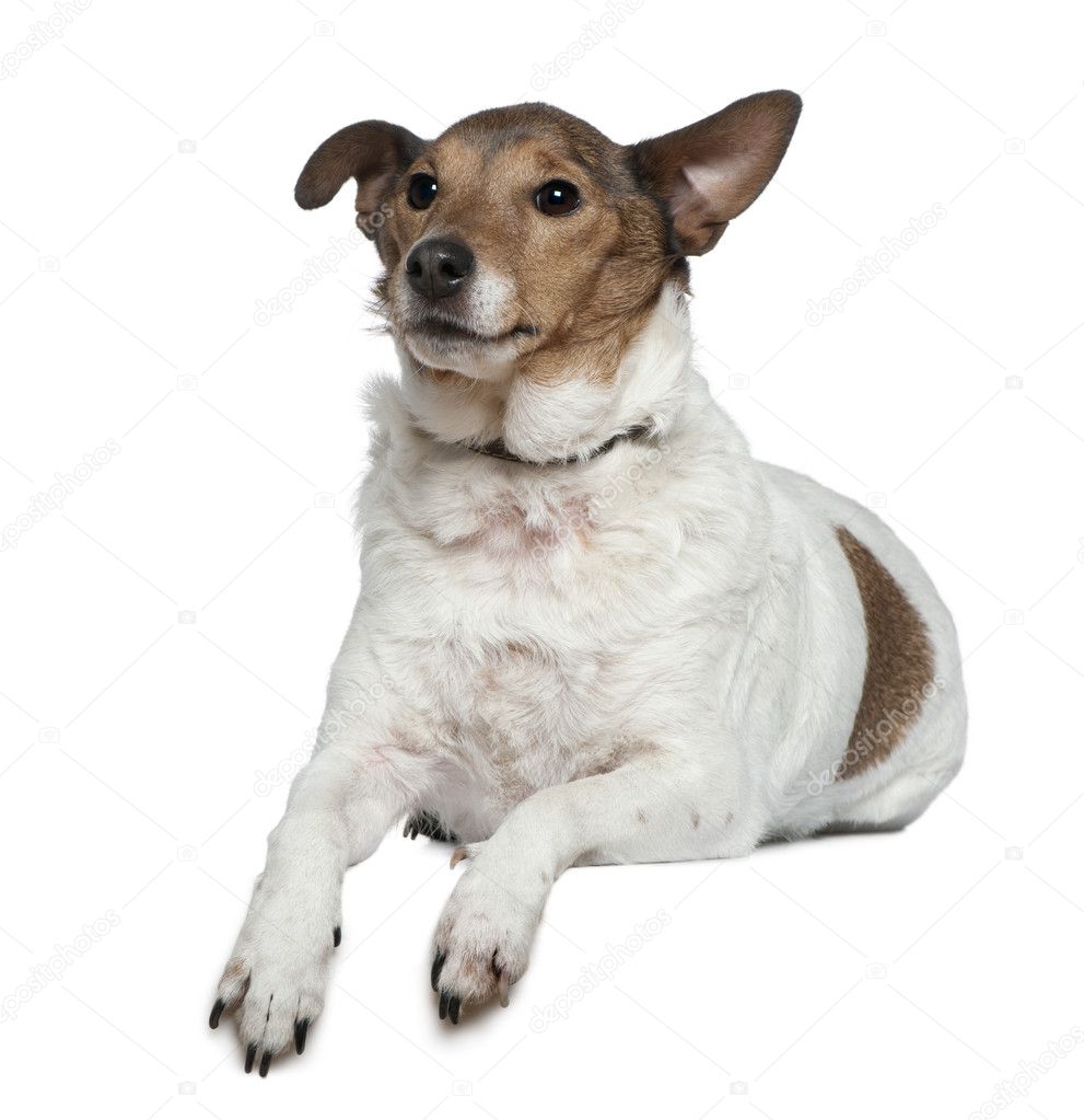 Jack Russell Terrier, 9 years old, lying in front of white background