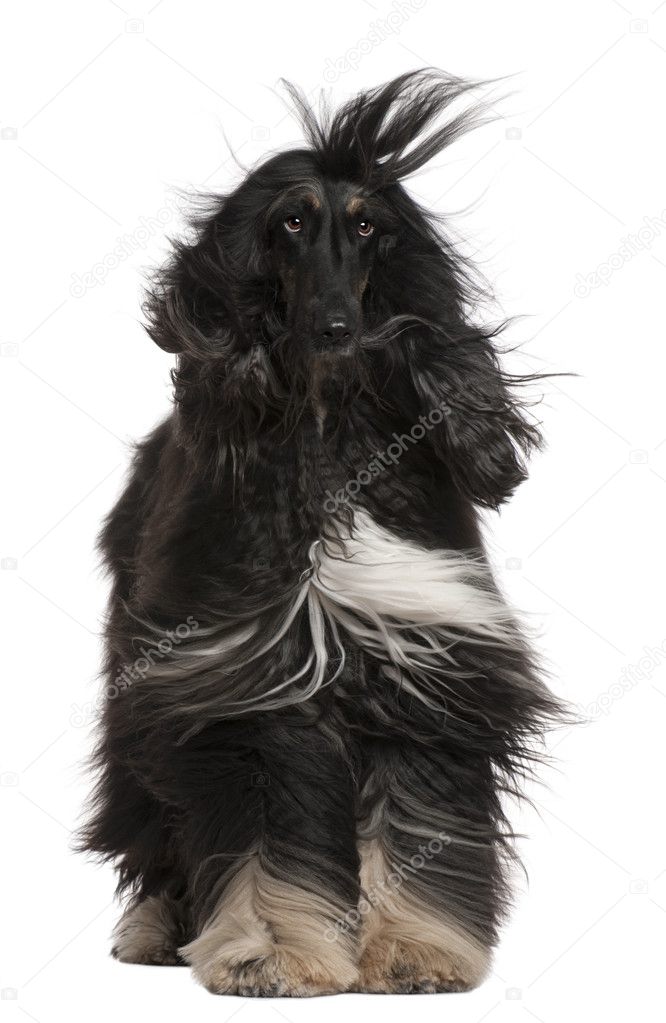 Afghan Hound with his hair in the wind, 4 years old, sitting in front of white background