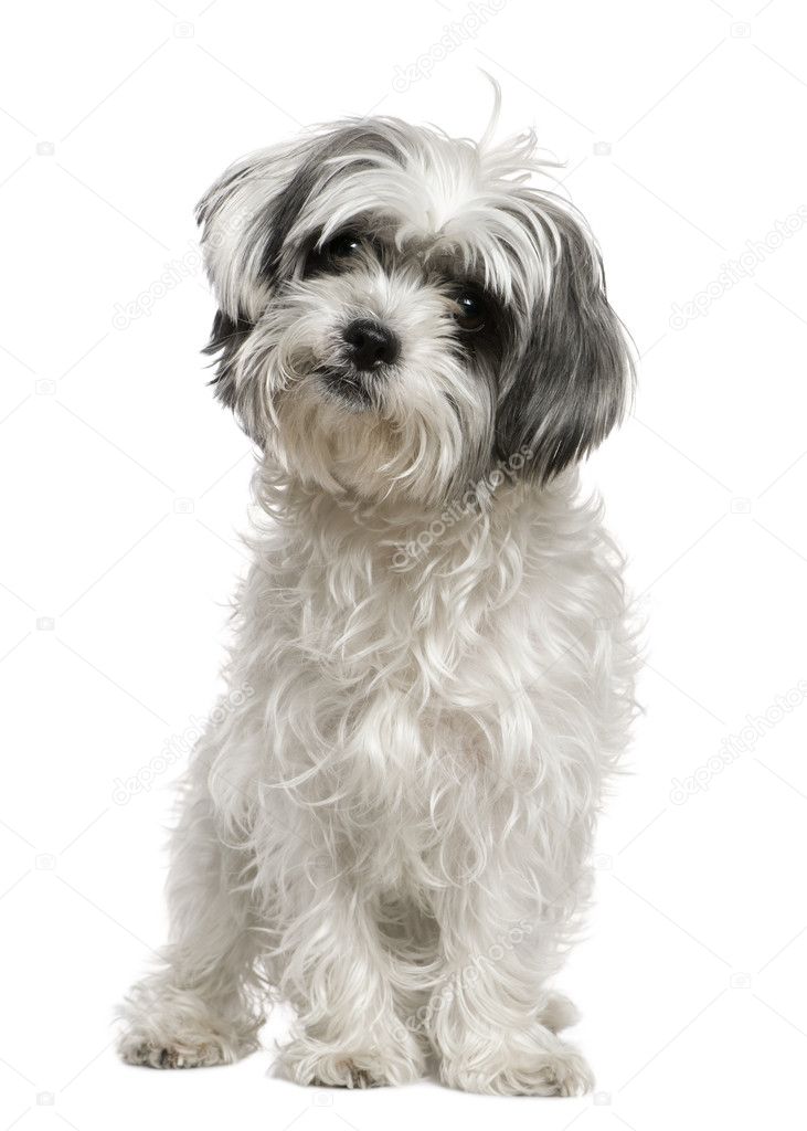 Maltese dog mixed with a Shih Tzu, 3 years old, sitting in front of white background