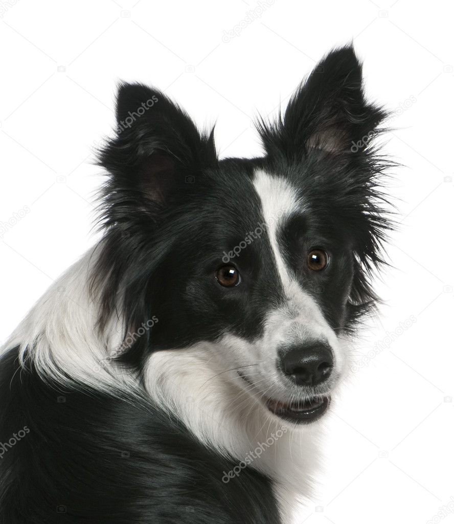 Border Collie, 16 months old, sitting in front of white background