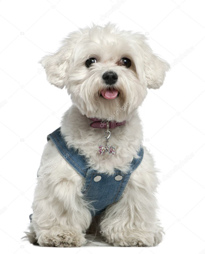 Maltese dog, 3 years old, sitting in front of white background