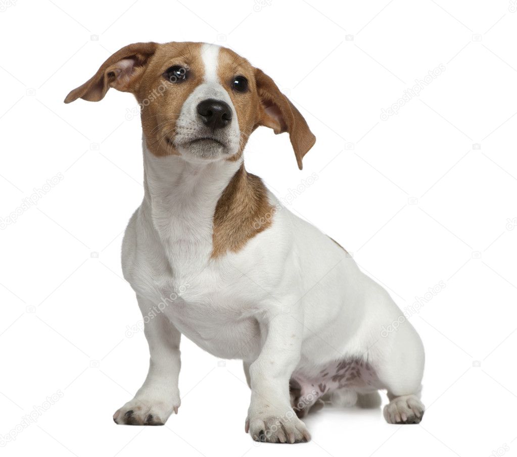 Jack Russell Terrier, 5 months old, sitting in front of white background