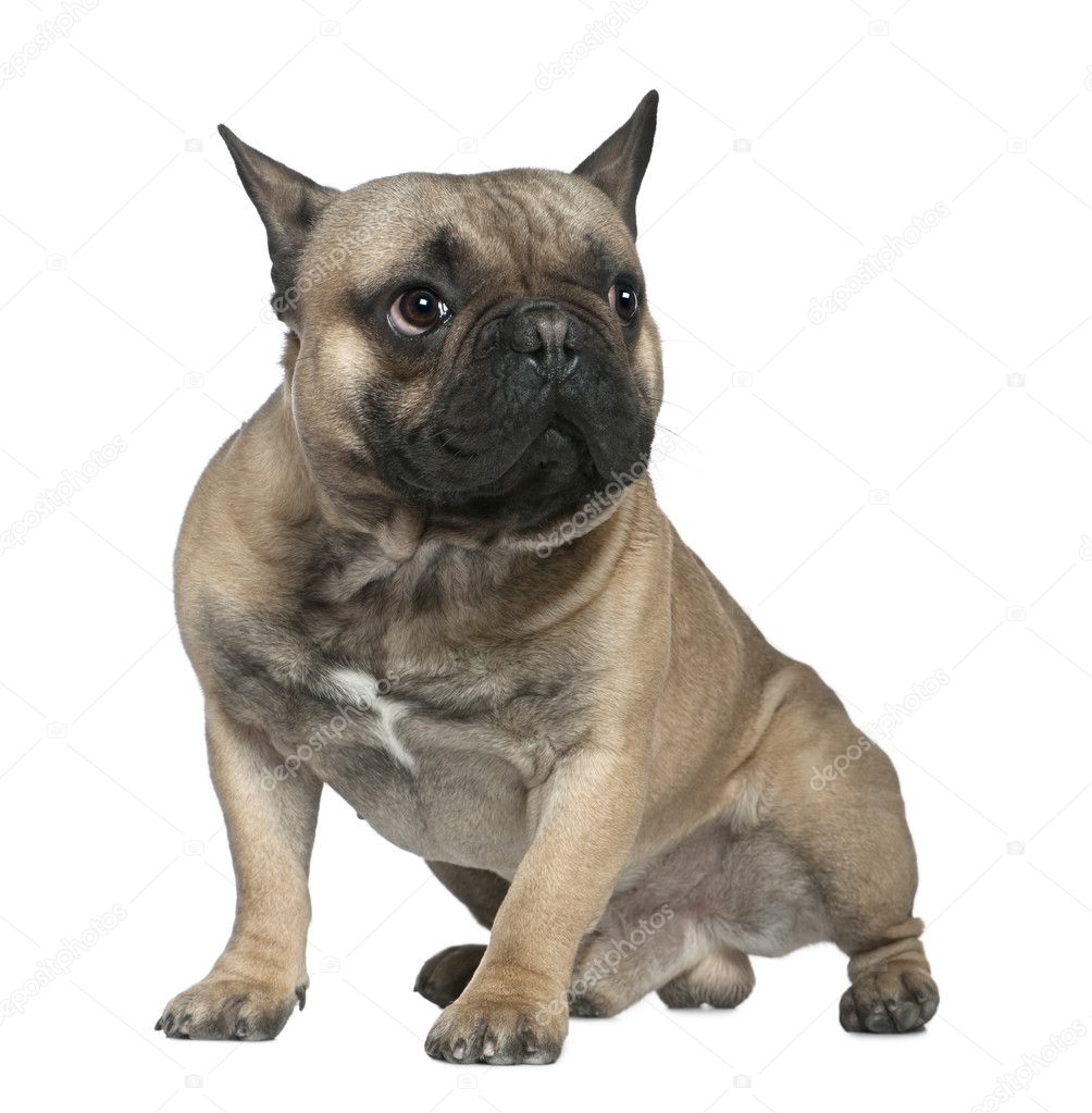 French bulldog, 1 and a half years old, sitting in front of white background
