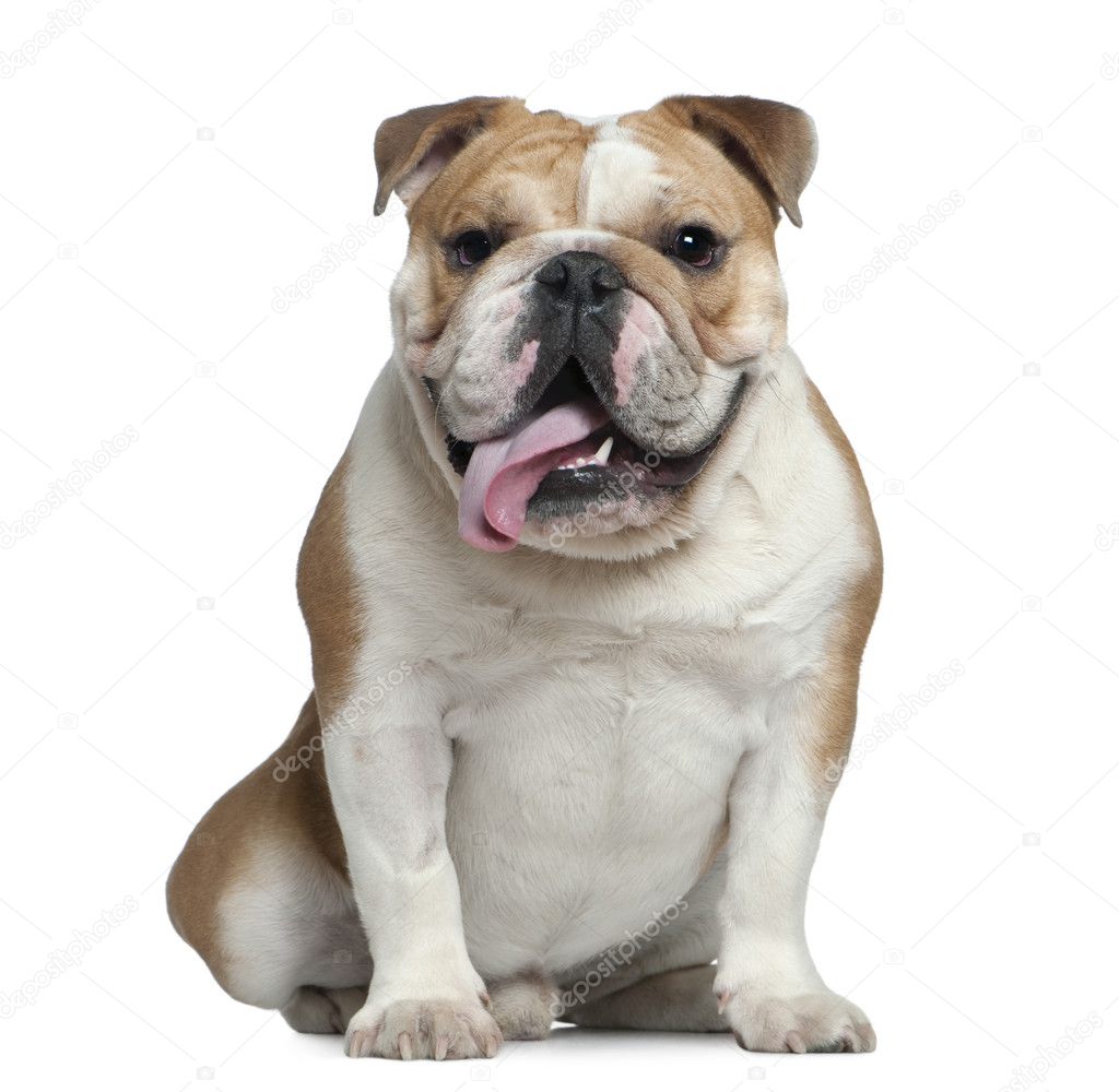 English bulldog, 11 months old, lying in front of white background