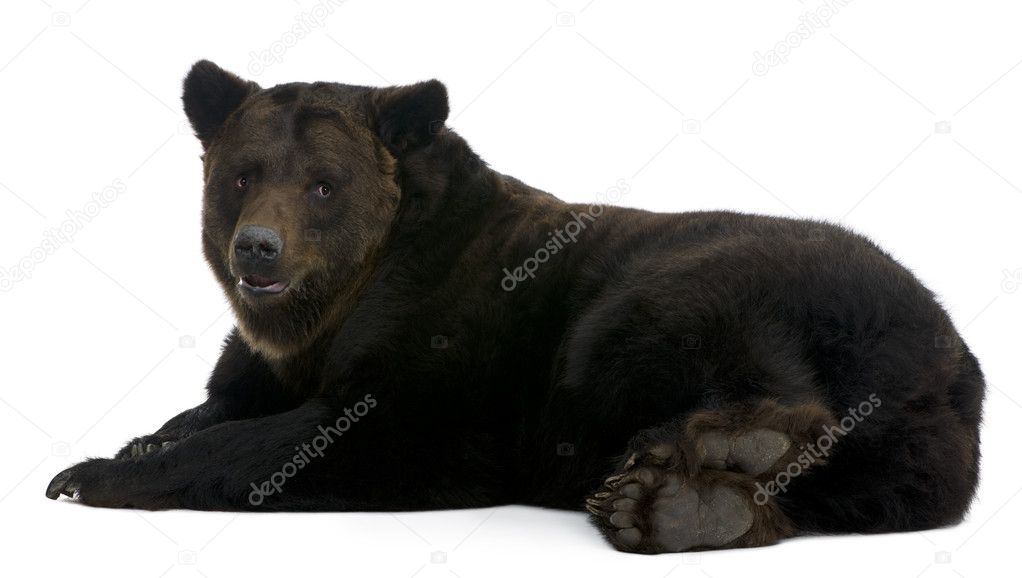 Siberian Brown Bear, 12 years old, lying in front of white background