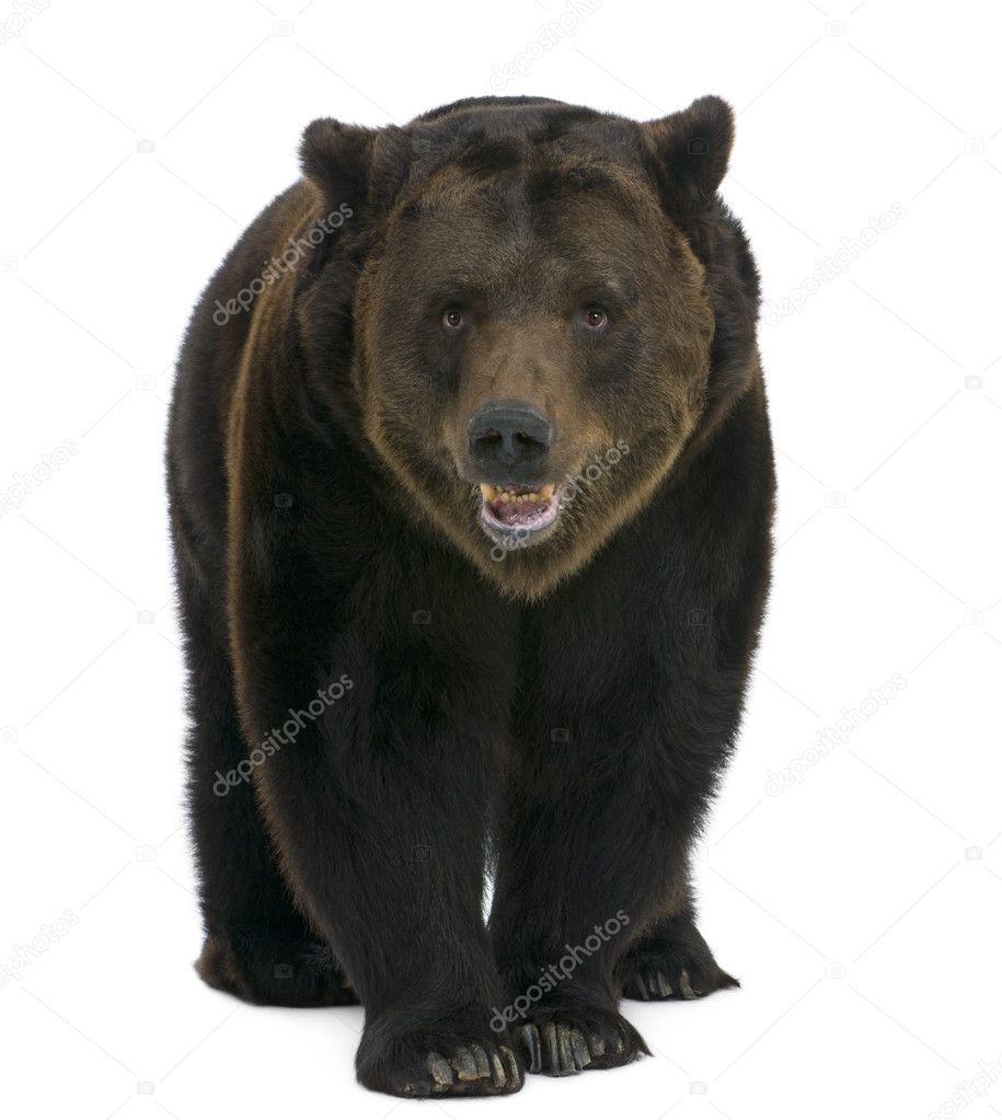 Siberian Brown Bear, 12 years old, walking against white background
