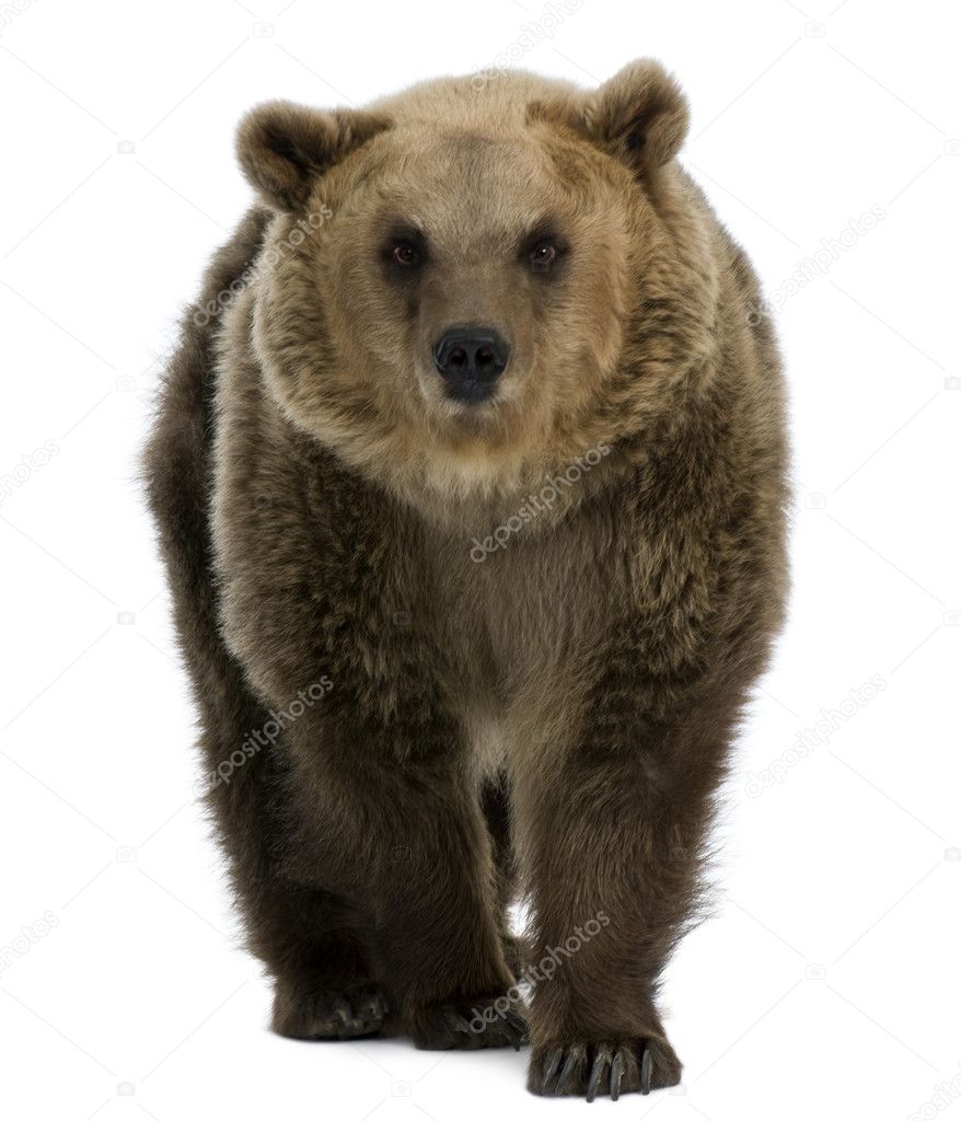 Female Brown Bear, 8 years old, walking against white background
