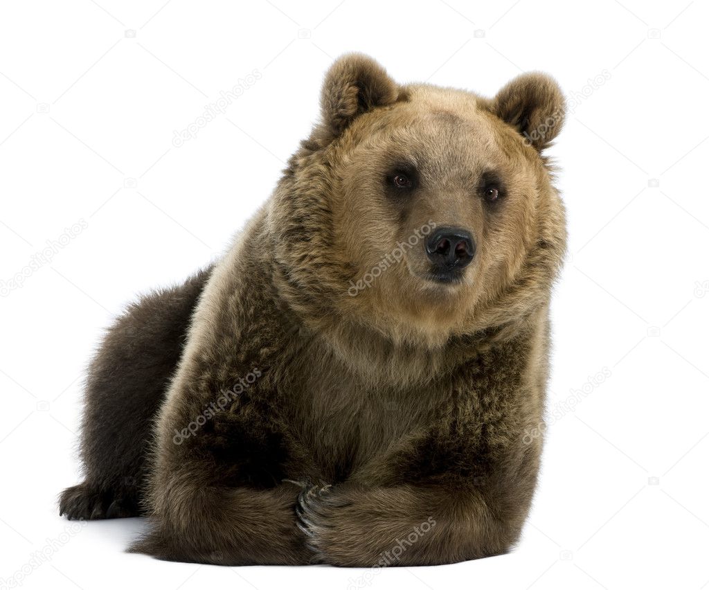 Female Brown Bear, 8 years old, lying down against white background