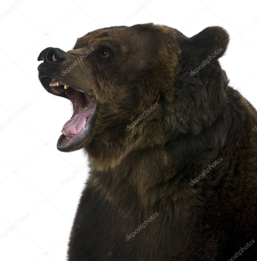 Grizzly bear, 10 years old, standing upright against white background