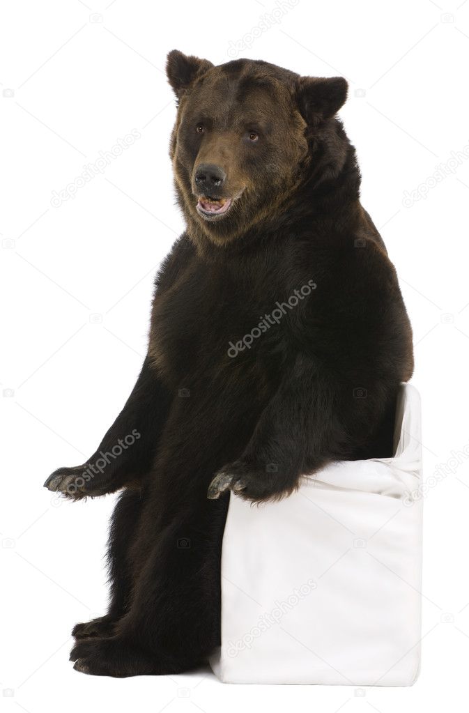 Female Brown Bear, 12 years old, sitting in front of white background