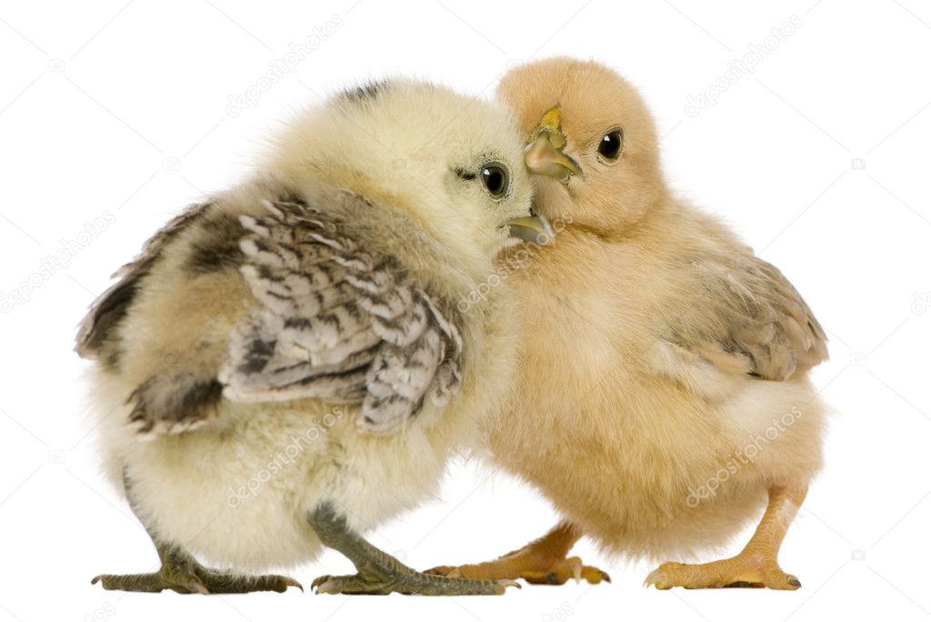 Two chicks standing in front of white background