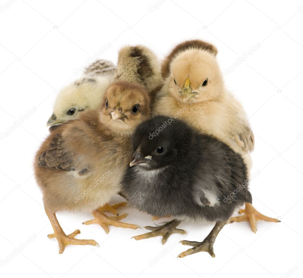 Four chicks in front of white background