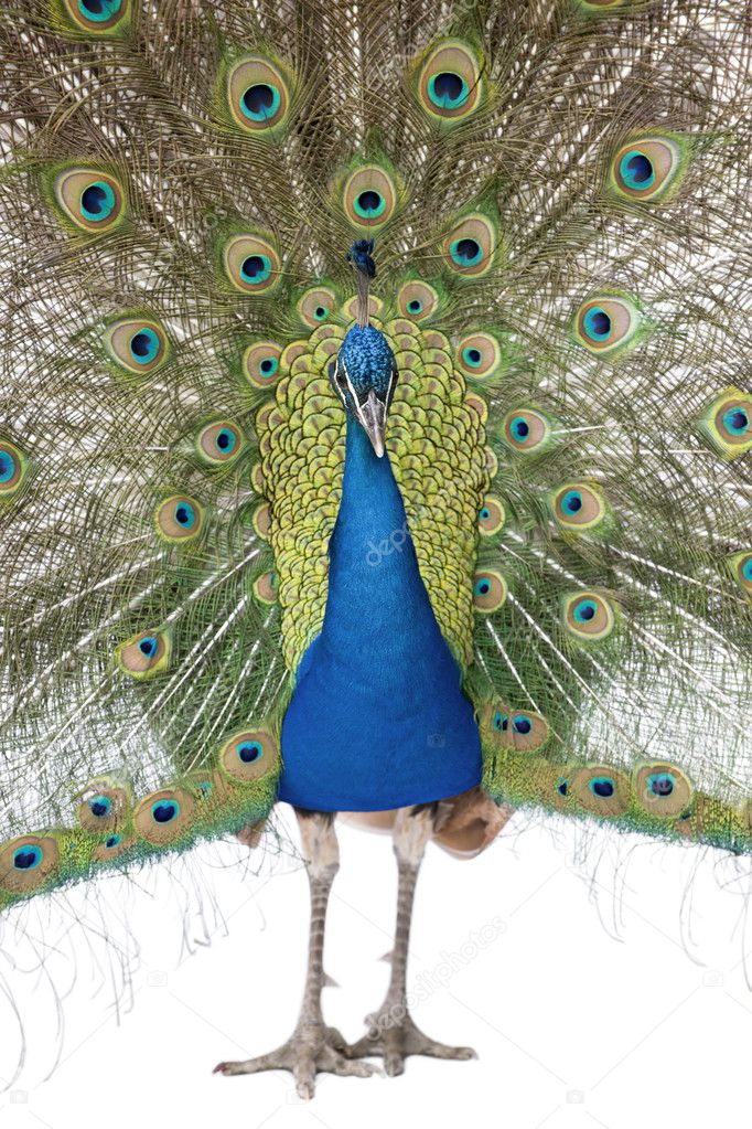 Front view of Male Indian Peafowl displaying tail feathers