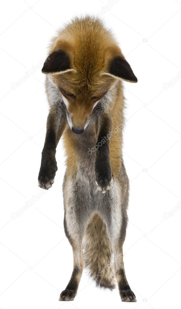 Front view of Red Fox (1 year old)
