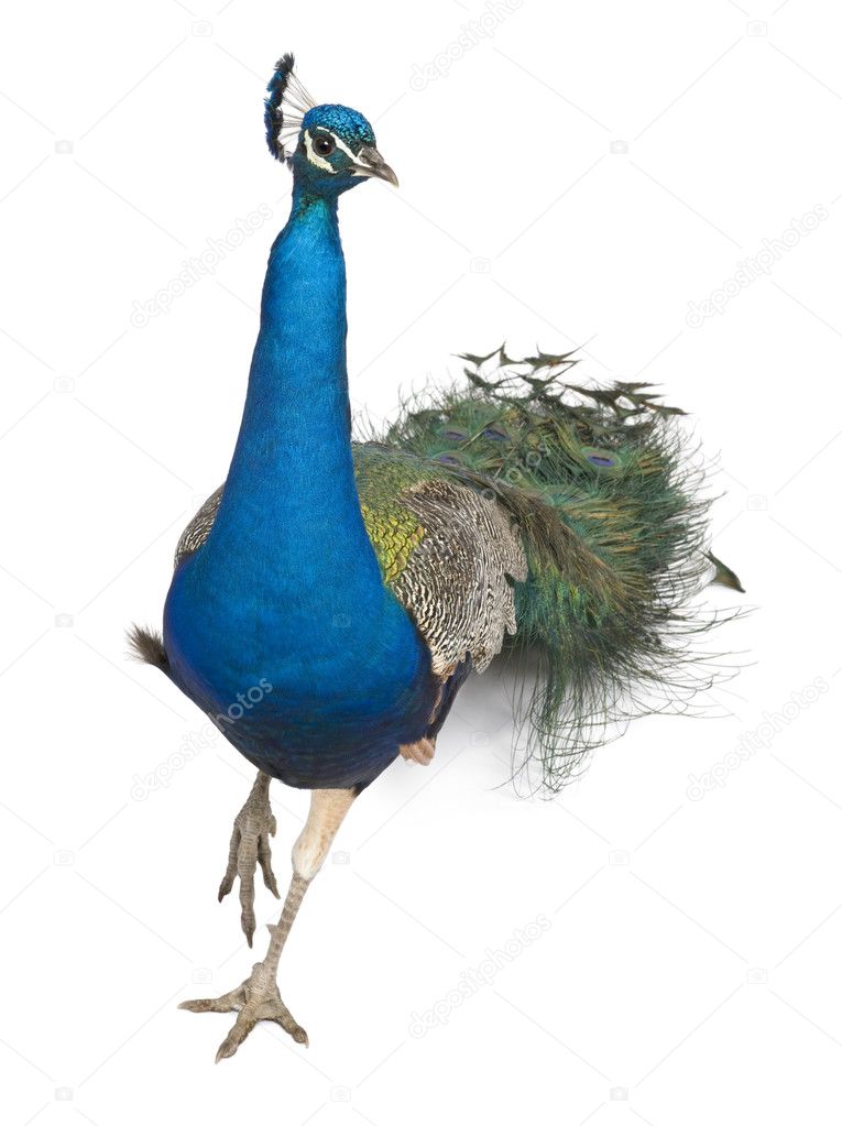 Male Indian Peafowl walking in front of white background