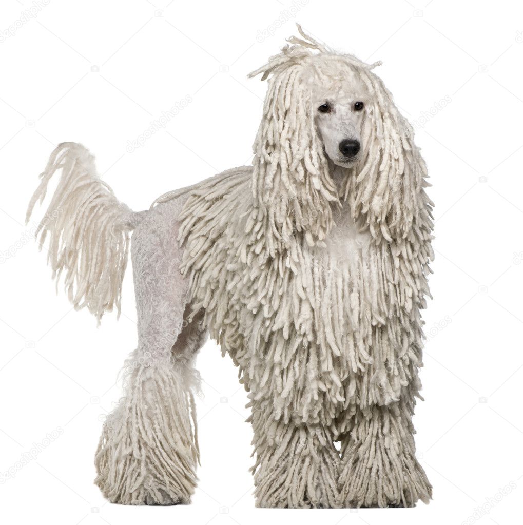 White Corded standard Poodle standing in front of white background
