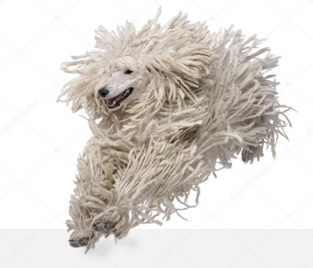 White Corded standard Poodle standing in front of white background