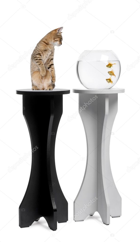 Cat looking at a goldfish in an aquarium on stand against white background