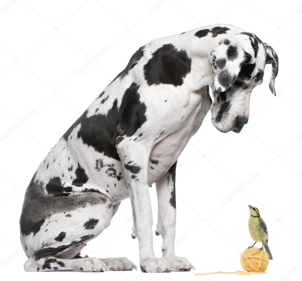 Great Dane Harlequin sitting in front of white background looking at a Blue Tit bird