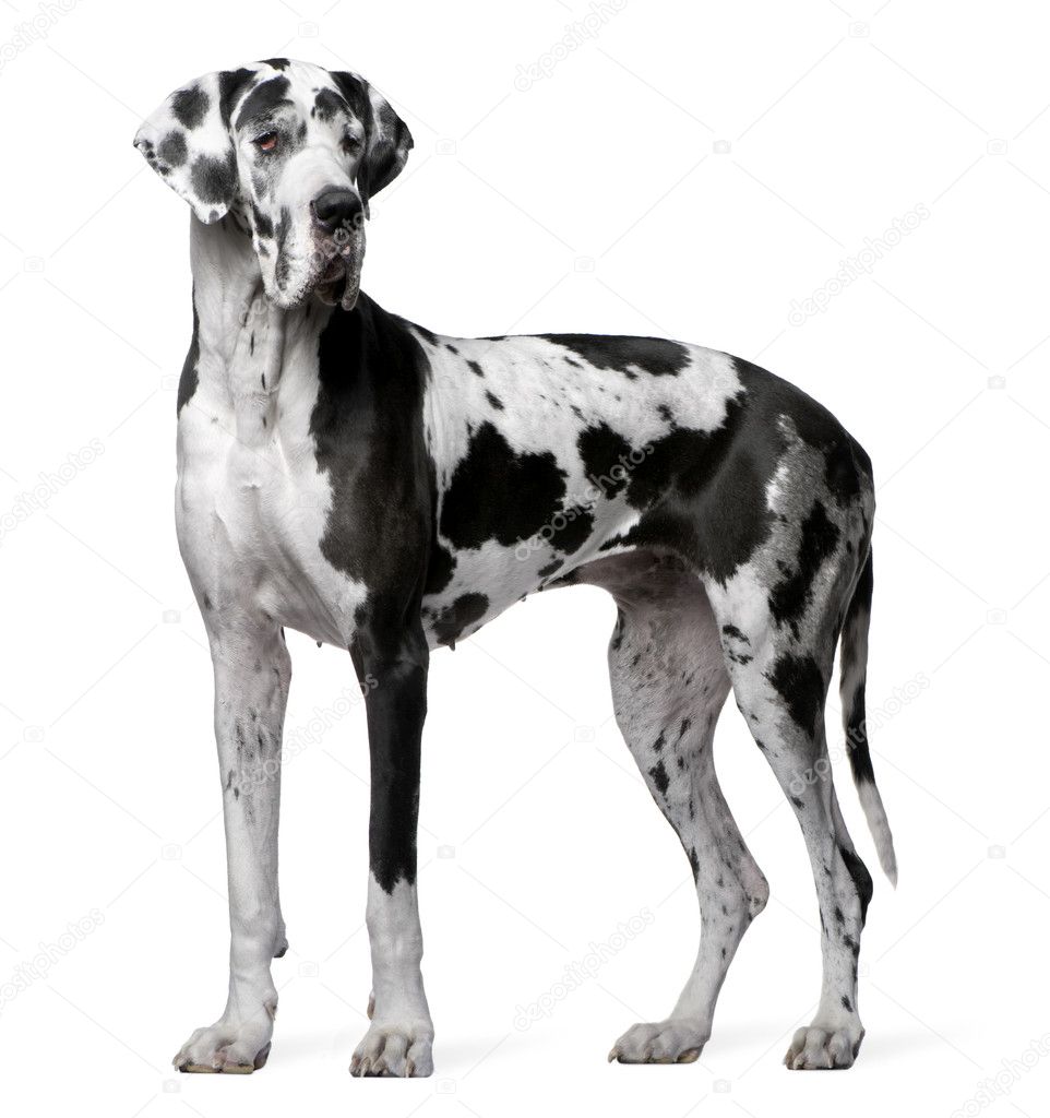 Great Dane Harlequin, 4 years old, standing in front of white background