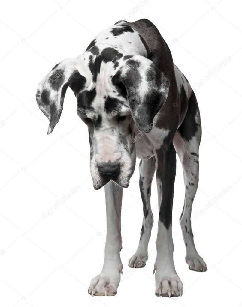 Great Dane Harlequin, 4 years old, standing in front of white background
