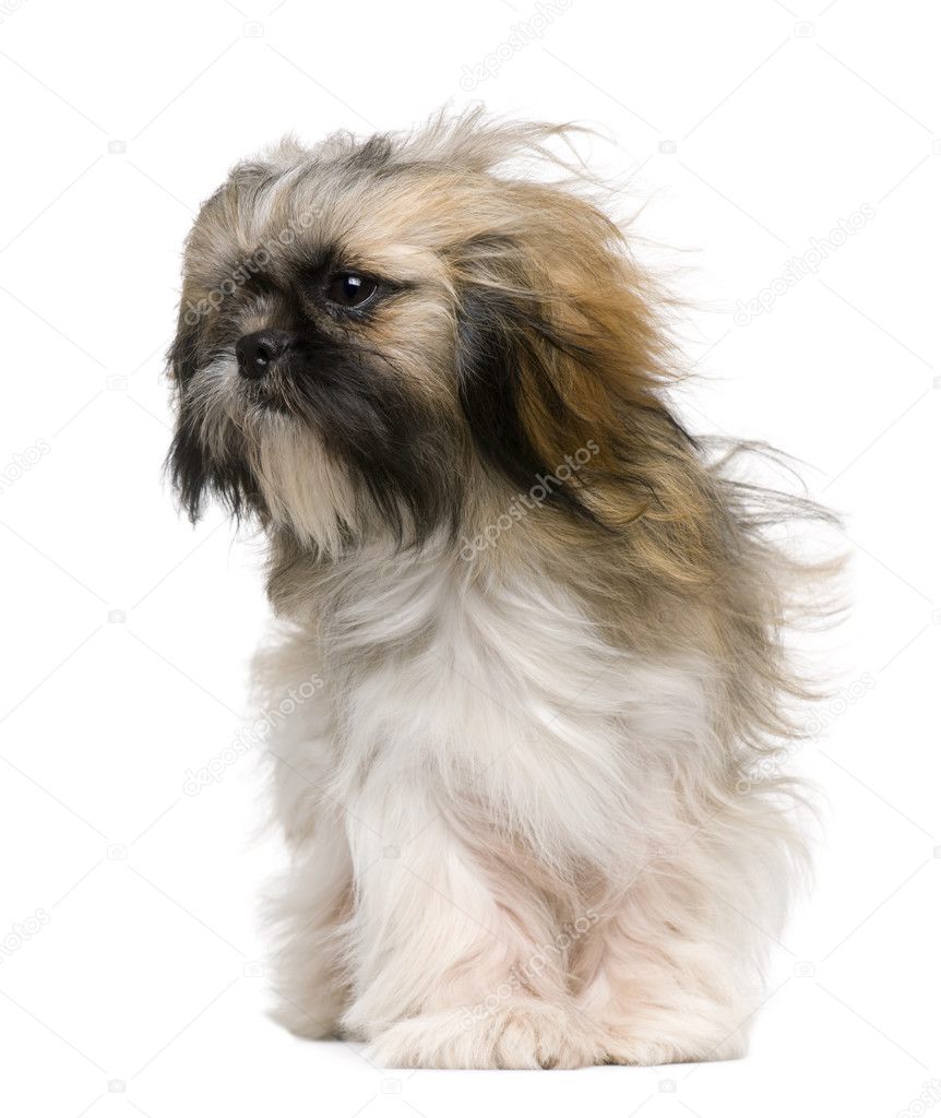 Shih Tzu, 1 year old, with windblown hair in front of white background