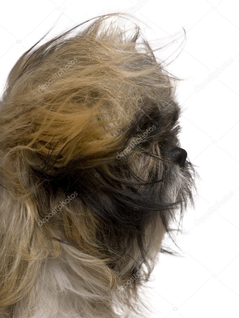 Close up of Shih Tzu, 1 year old, sitting against white background