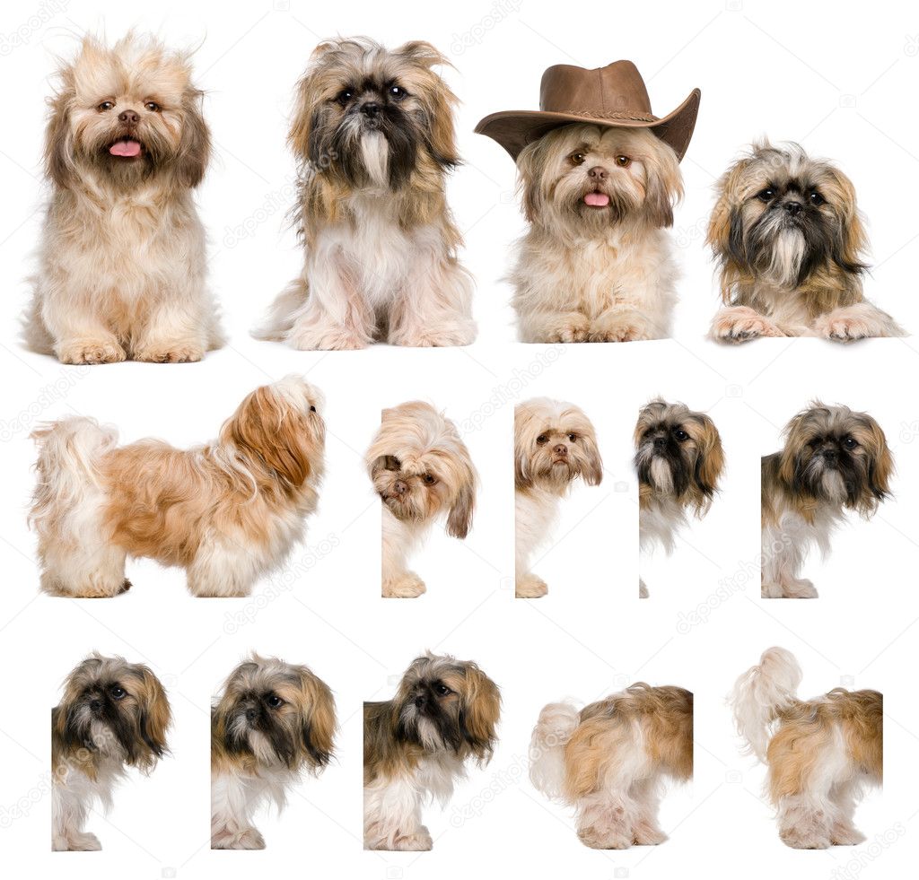 Group montage of shih Tzu, 3 years old, against white background