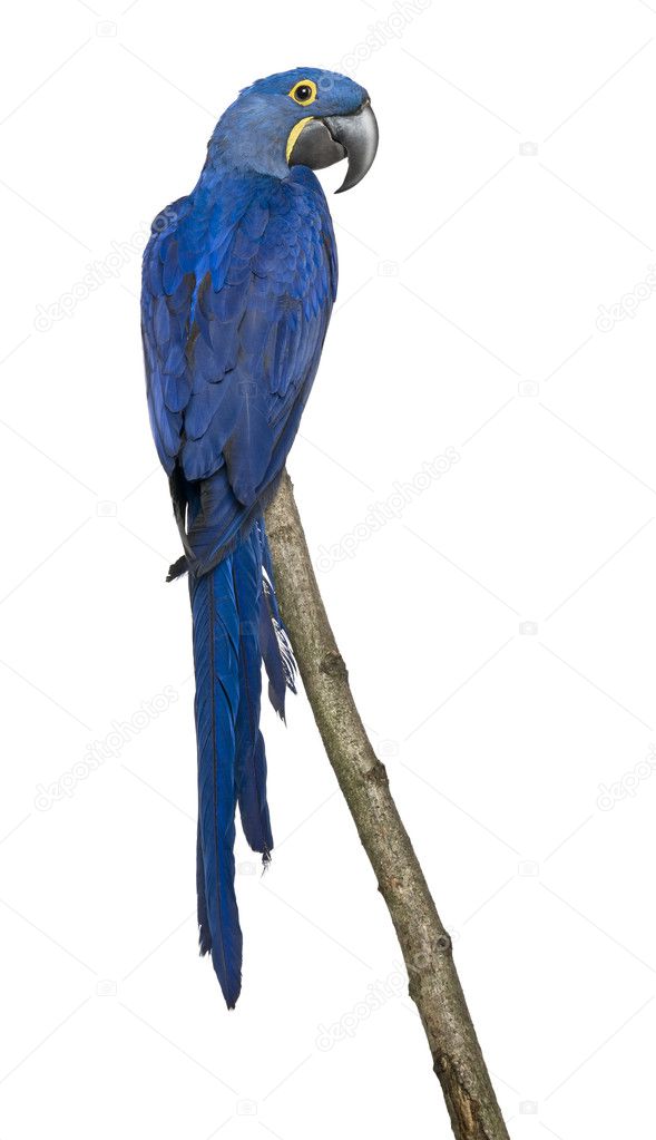 Hyacinth Macaw, 1 year old, perching on branch in front of white background