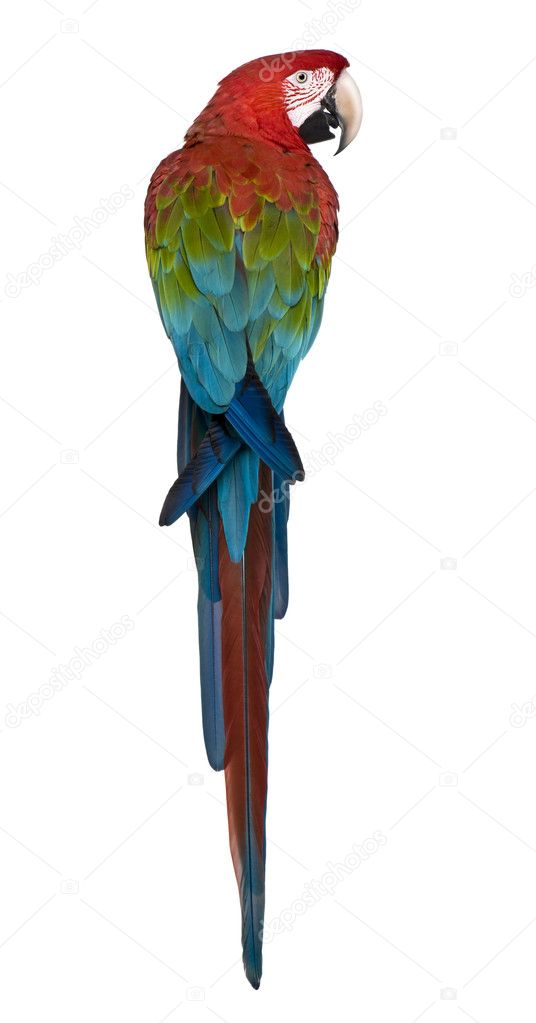 Red-and-green Macaw perching in front of white background