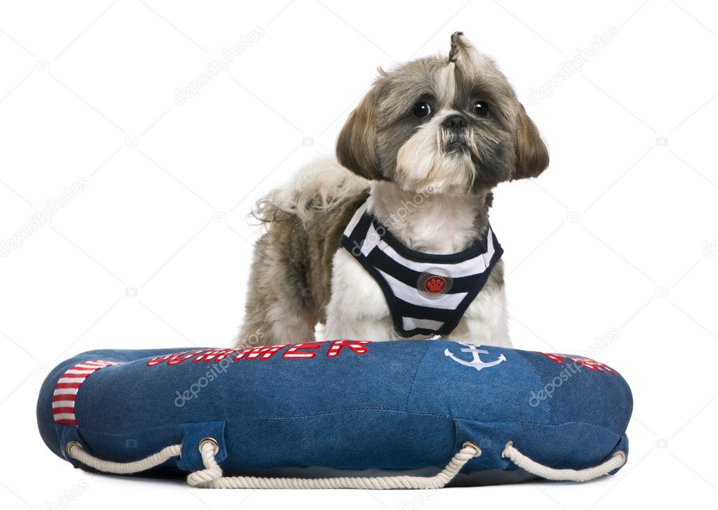 Shih Tzu, 18 months old, standing in lifebelt in front of white background