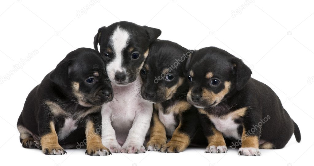 Group of mixed-breed puppies, 1 month old, in front of white background