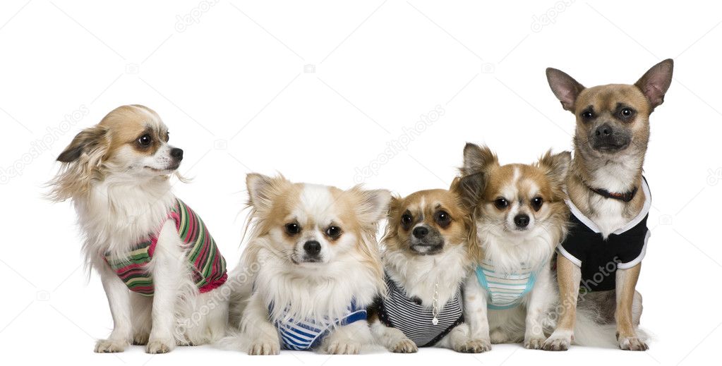 Group of dressed chihuahuas, in front of white background