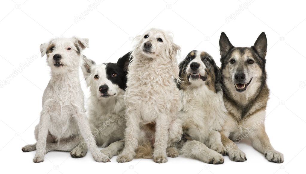 Two mixed-breeds, border collie, Australian shepherd, parson russel terrier, in front of white background