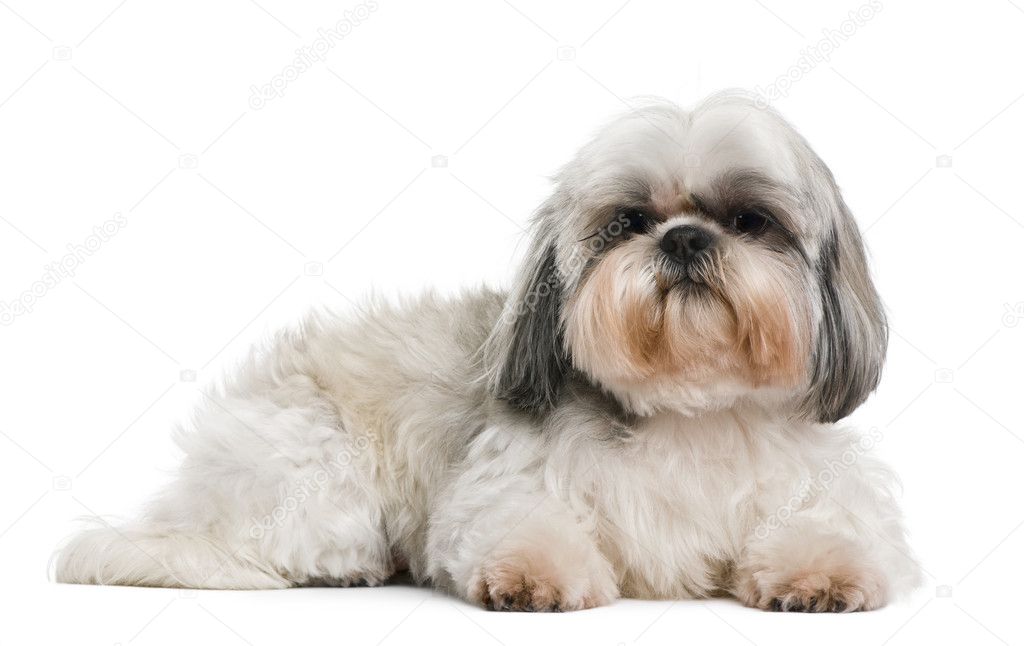 Shih Tzu, 8 years old, in front of white background