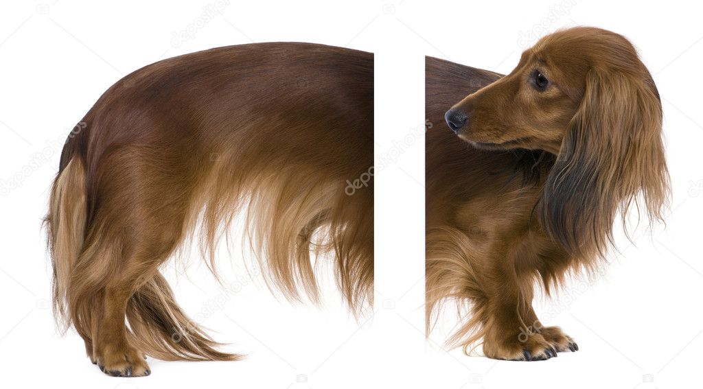 Dachshund, 2 years old, easy to integrate in your design.