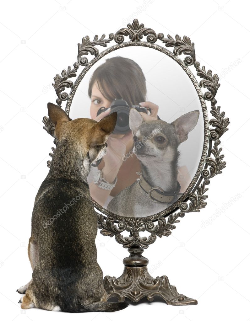 Chihuahua looking in mirror with reflection of woman with camera, in front of white background