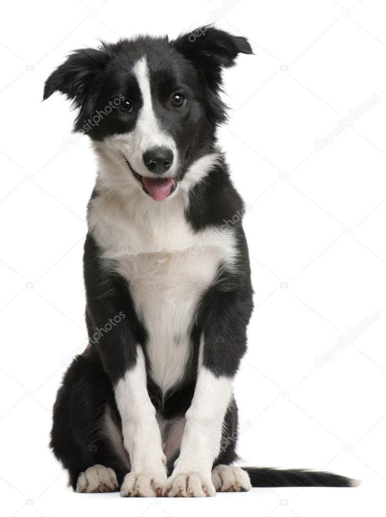 Border Collie puppy Stock Photo by ©lifeonwhite 10891288