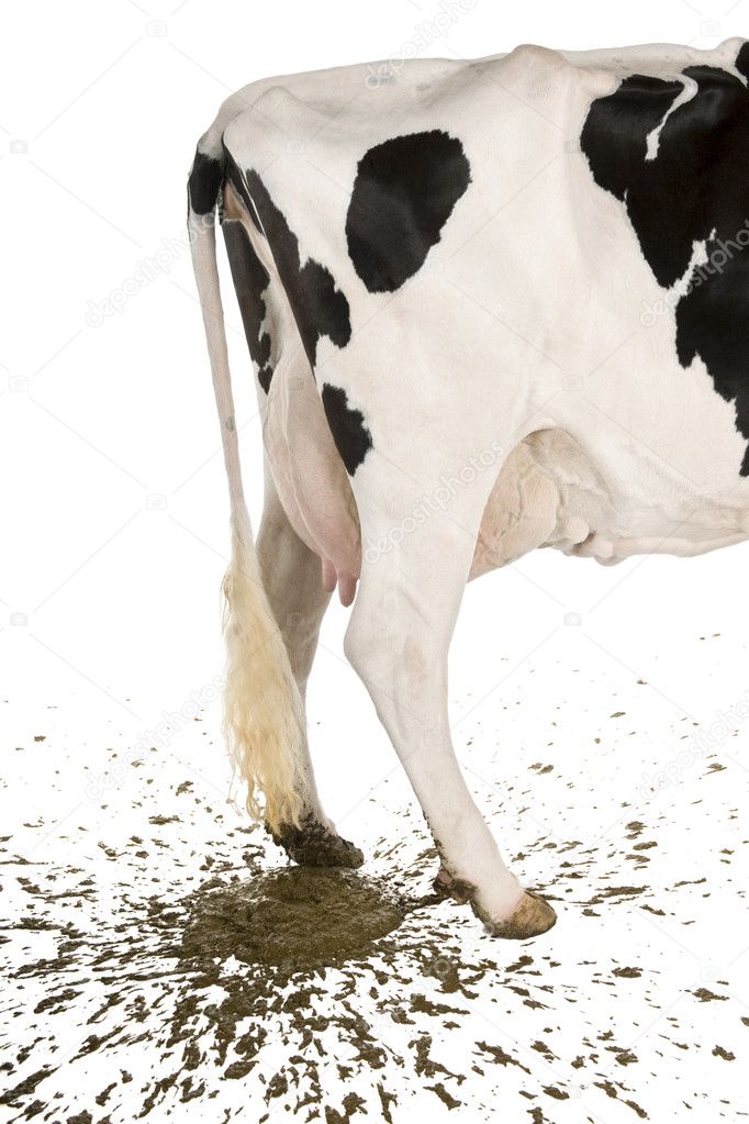 Holstein cow, 5 years old, defecating against white background