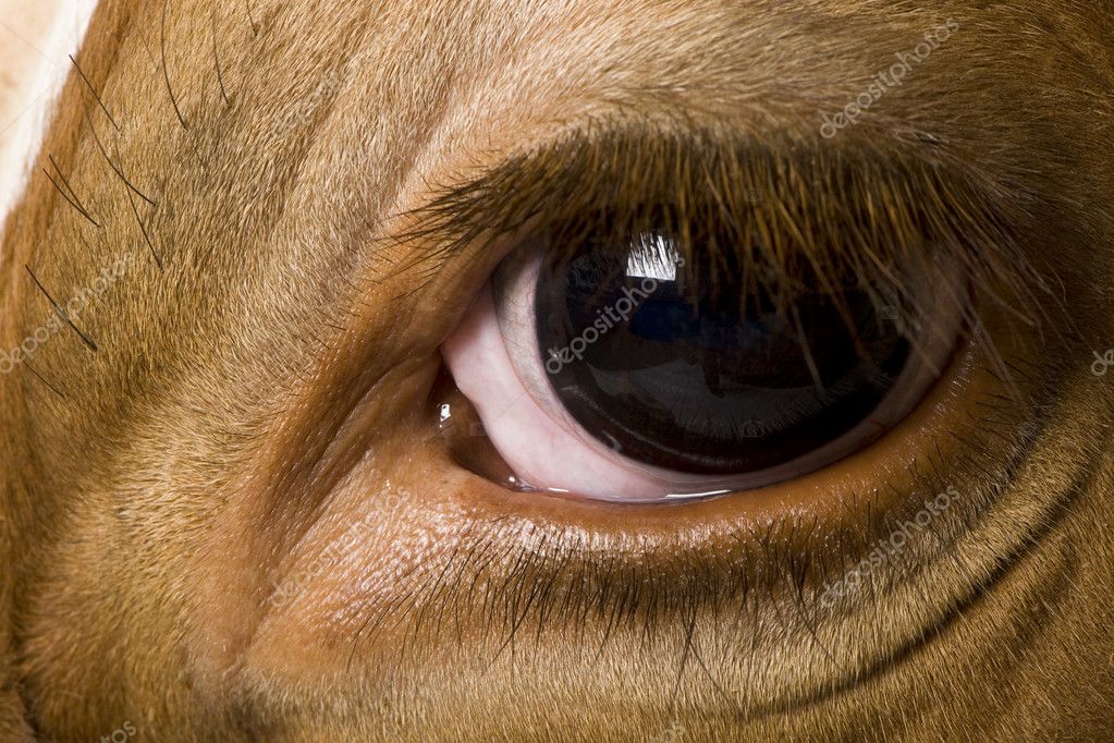 Holstein cow, 4 years old, looking at camera, close up on eye — Stock ...