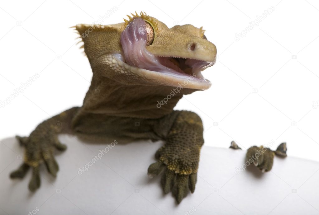 New Caledonian Crested Gecko licking eye against white background