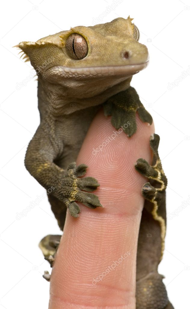 New Caledonian Crested Gecko on fingertip against white background