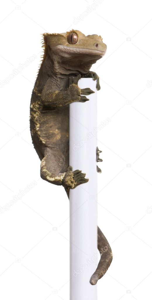 New Caledonian Crested Gecko, Rhacodactylus ciliatus climbing pole in front of white background