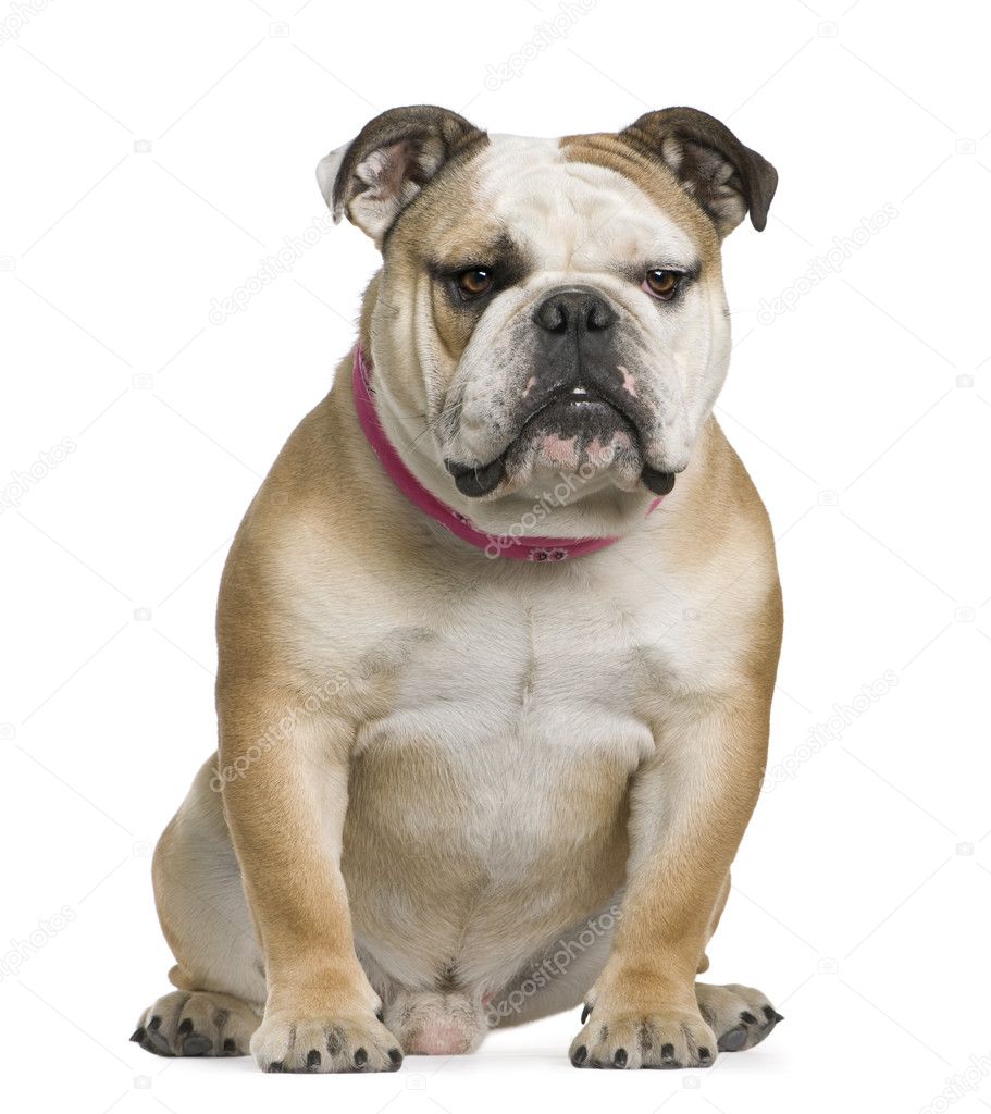 English bulldog, 11 months old, sitting in front of white background