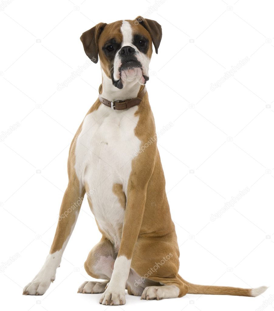 Boxer, 12 months old, sitting in front of white background