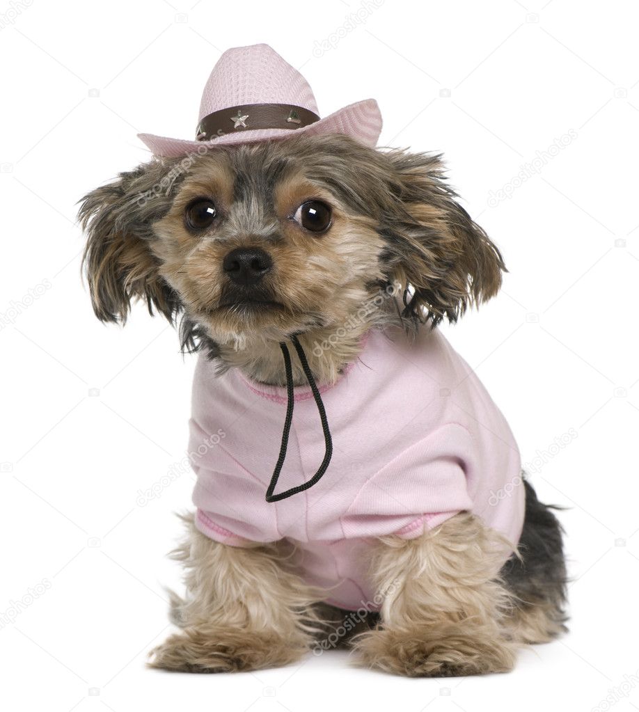 Yorkshire terrier, 2 years old, dressed and wearing a pink cowboy hat sitting in front of white background
