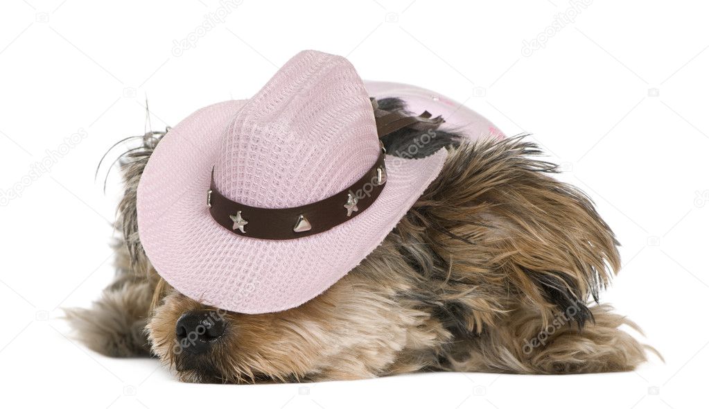 Yorkshire terrier, 2 years old, dressed and wearing a pink cowboy hat lying in front of white background
