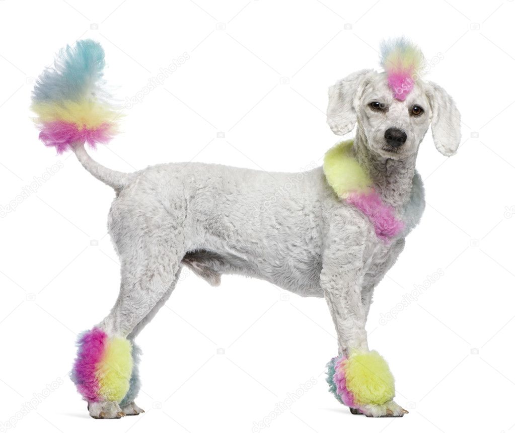 Poodle with multi-colored hair and mohawk, 12 months old, standi