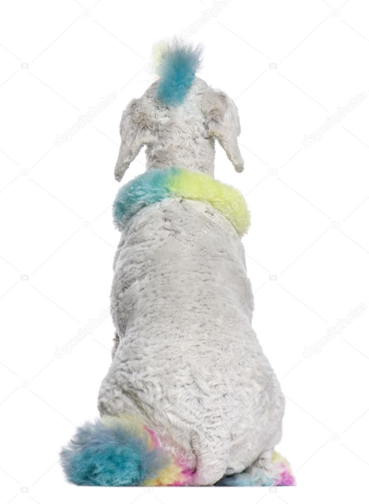 Rear view of Poodle with multi-colored hair, 12 months old, sitt