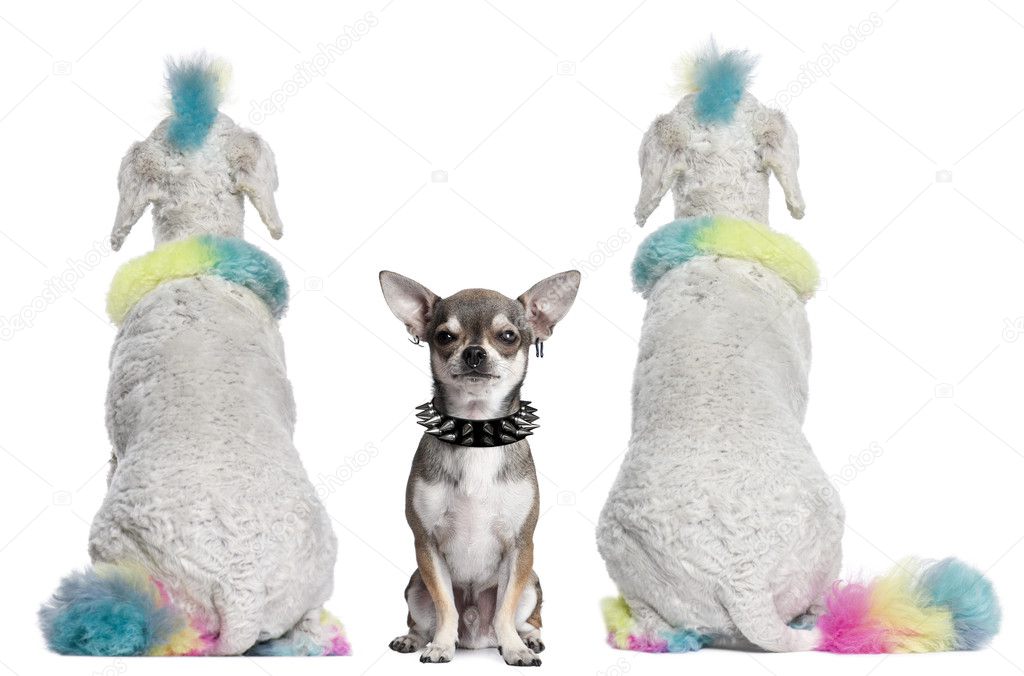 Rear view of colored poodles with mohawks and Chihuahua with pie